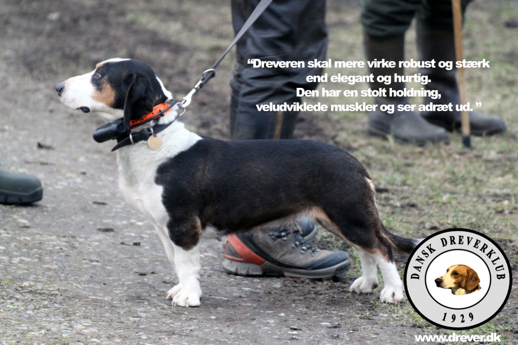 dreveren01