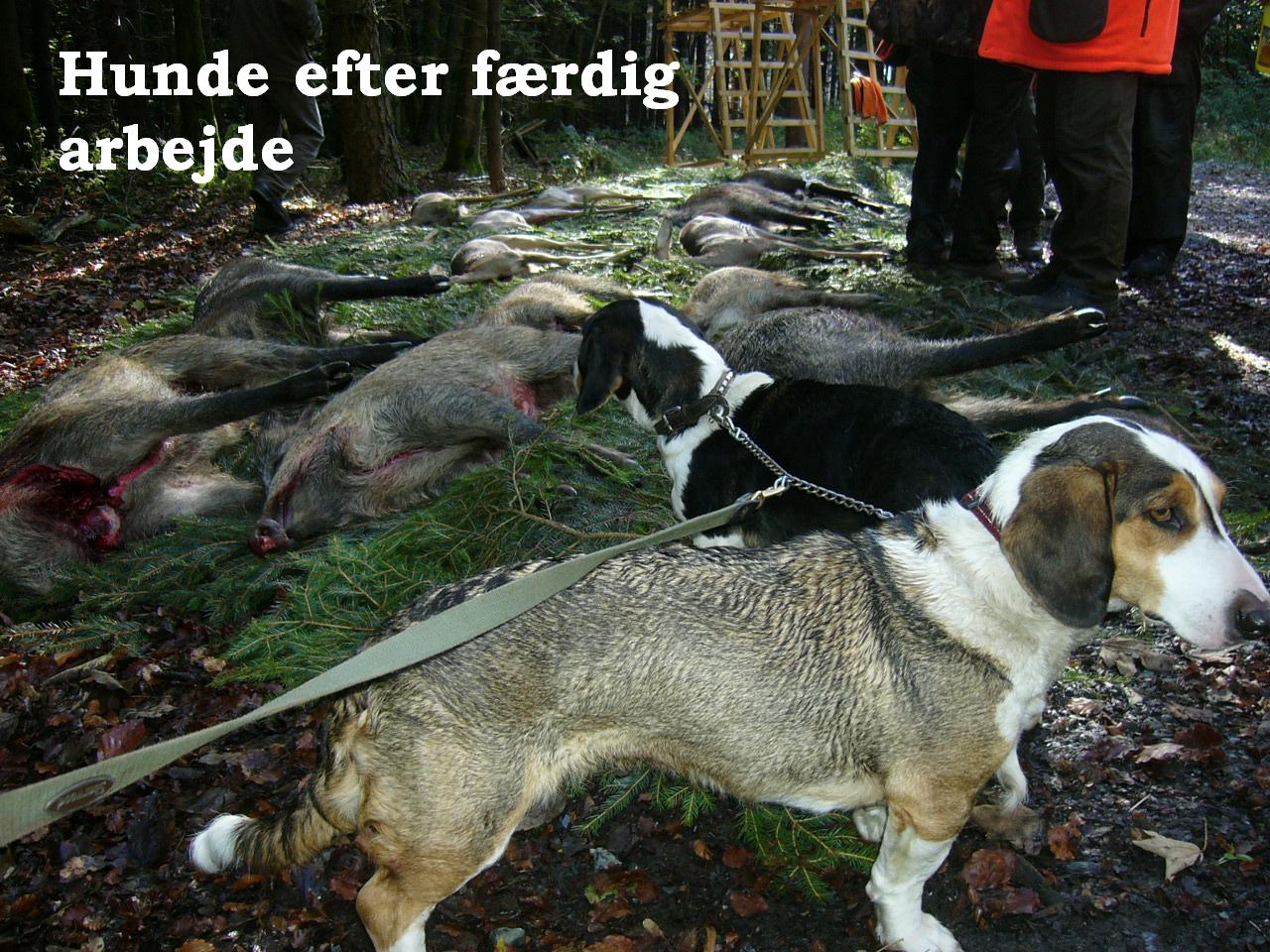 hunde og vildt